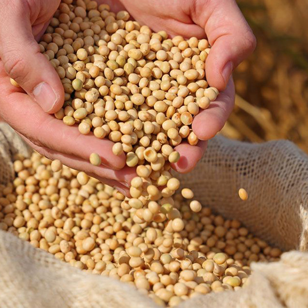 Raw Material Inspection