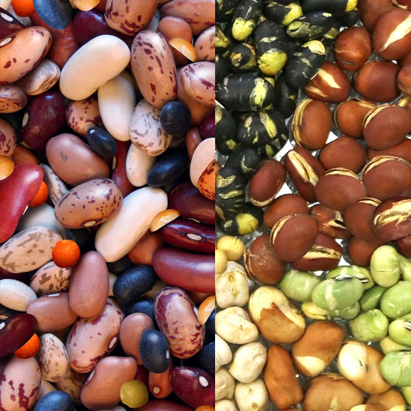 Other Beans Available On Request