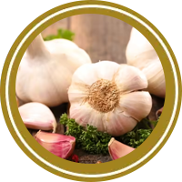 Garlic