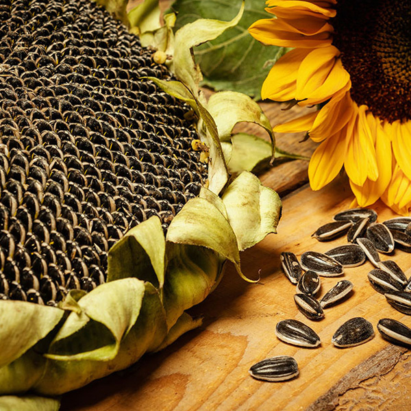 Raw Material Inspection